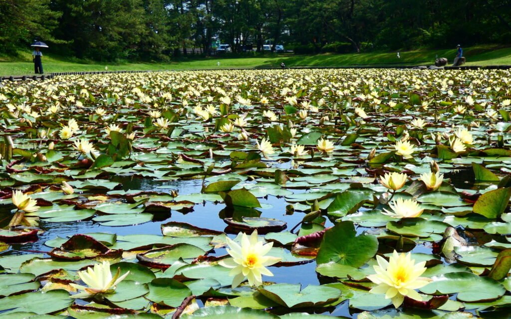 🏞️ 정화의 연못(미소기이케) 이미지 5